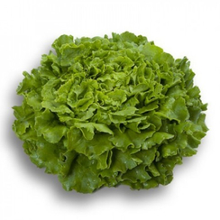 Яхт семена салата батавия (Rijk Zwaan / Райк Цваан)