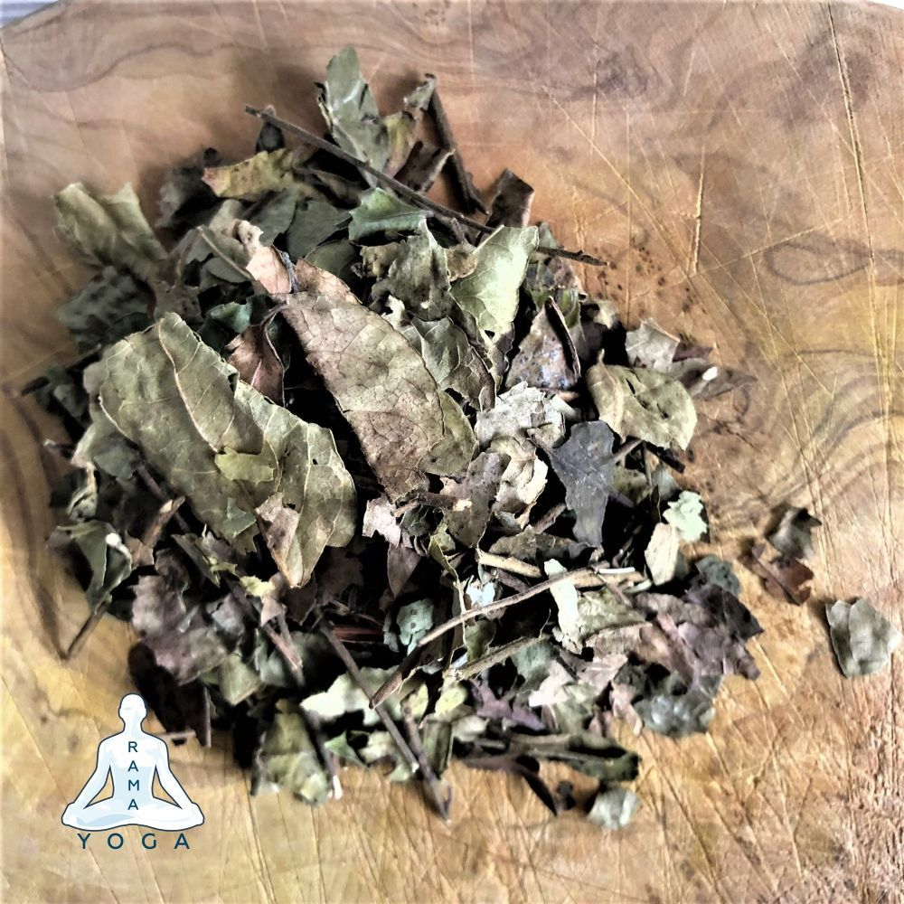 Карри листья Золото Индии