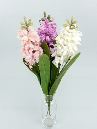 Гиацинт премиум