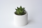 Гастералоэ / Gasteraloe