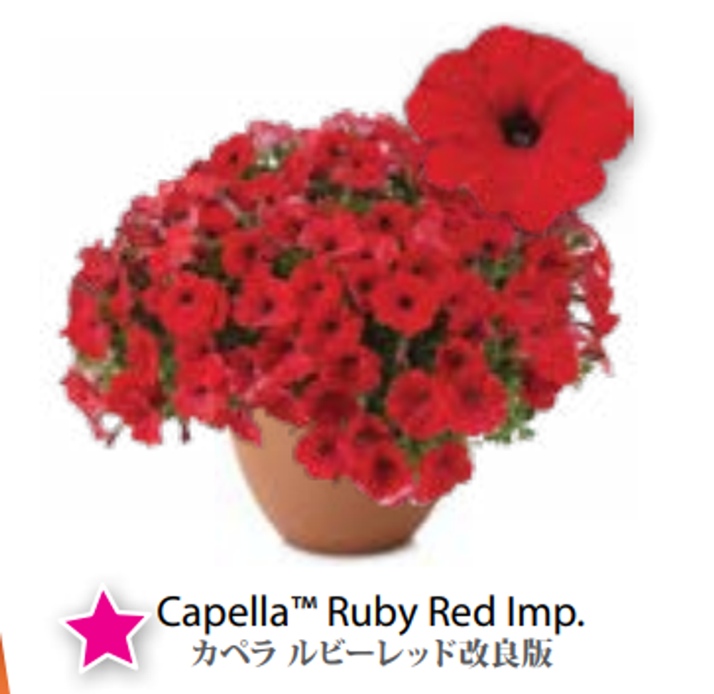 ЕВРО Petunia Capella Ruby Red Imp укорененный черенок март 26