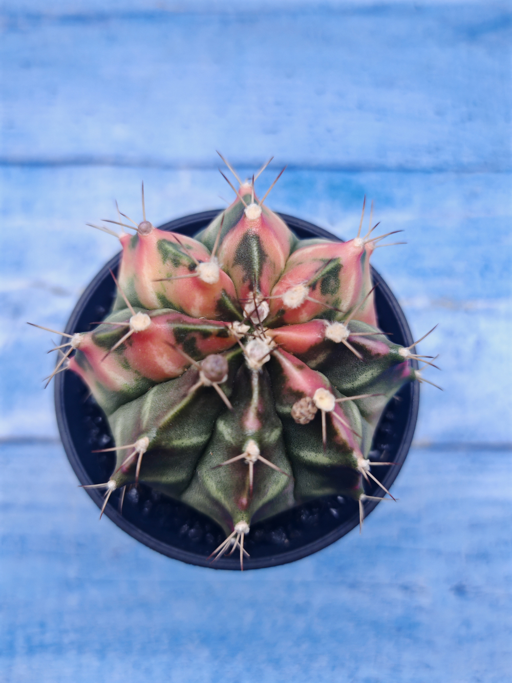 Gymnocalycium Variegata (Гимнокалициум Вариегатный)
