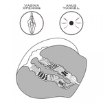 Двойной мастурбатор Streetgirl's в виде попы и вагины телесный № 13