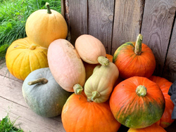 Тыква резаная