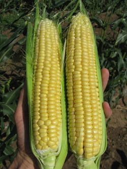 Кукуруза Свит Наггет F1 (50шт)  Витагрин Профи