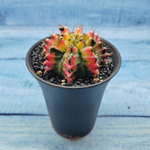 Gymnocalycium Variegata (Гимнокалициум Вариегатный)
