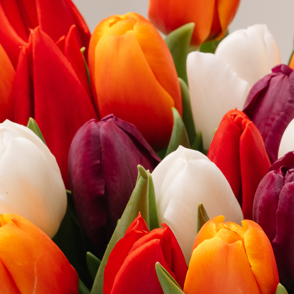 Яркий микс 25 тюльпанов