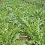 Триция семена рукколы (Enza Zaden / Энза Заден)