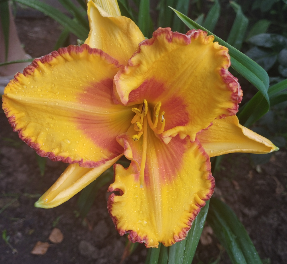 Лилейник в ассортименте