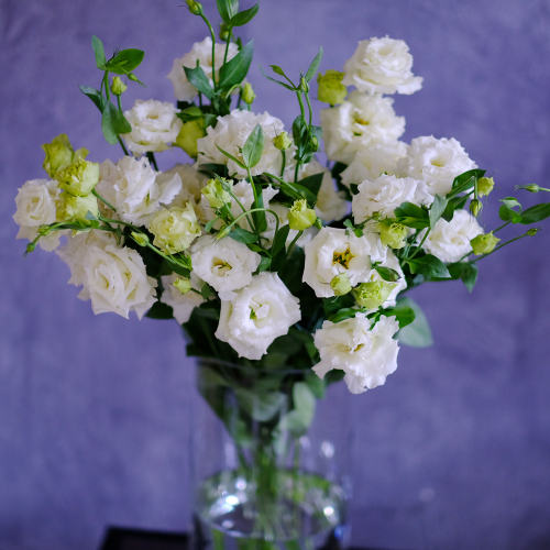 Купить Эустома белая от 9шт