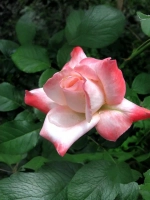 Роза чайно-гибридная Биг Эппл