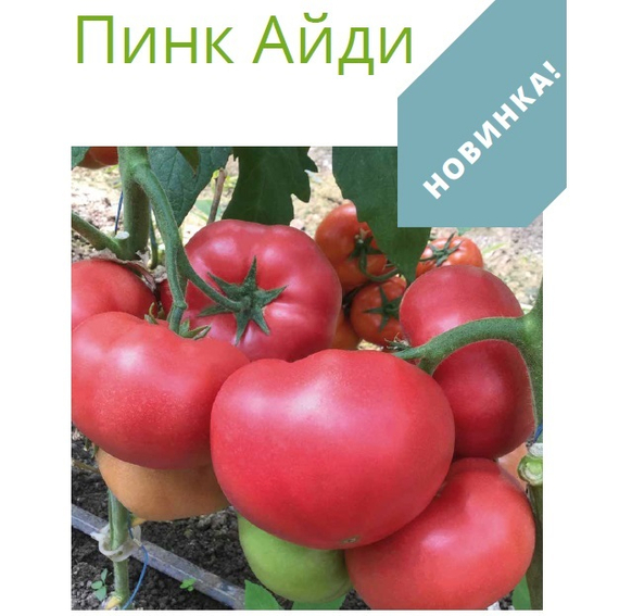 Пинк айди F1 семена томата Seminis купить – фото 2
