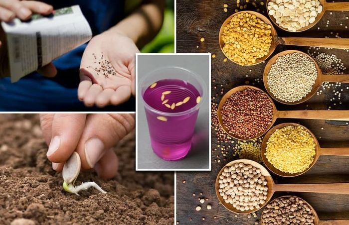 Подготовка семян к посеву