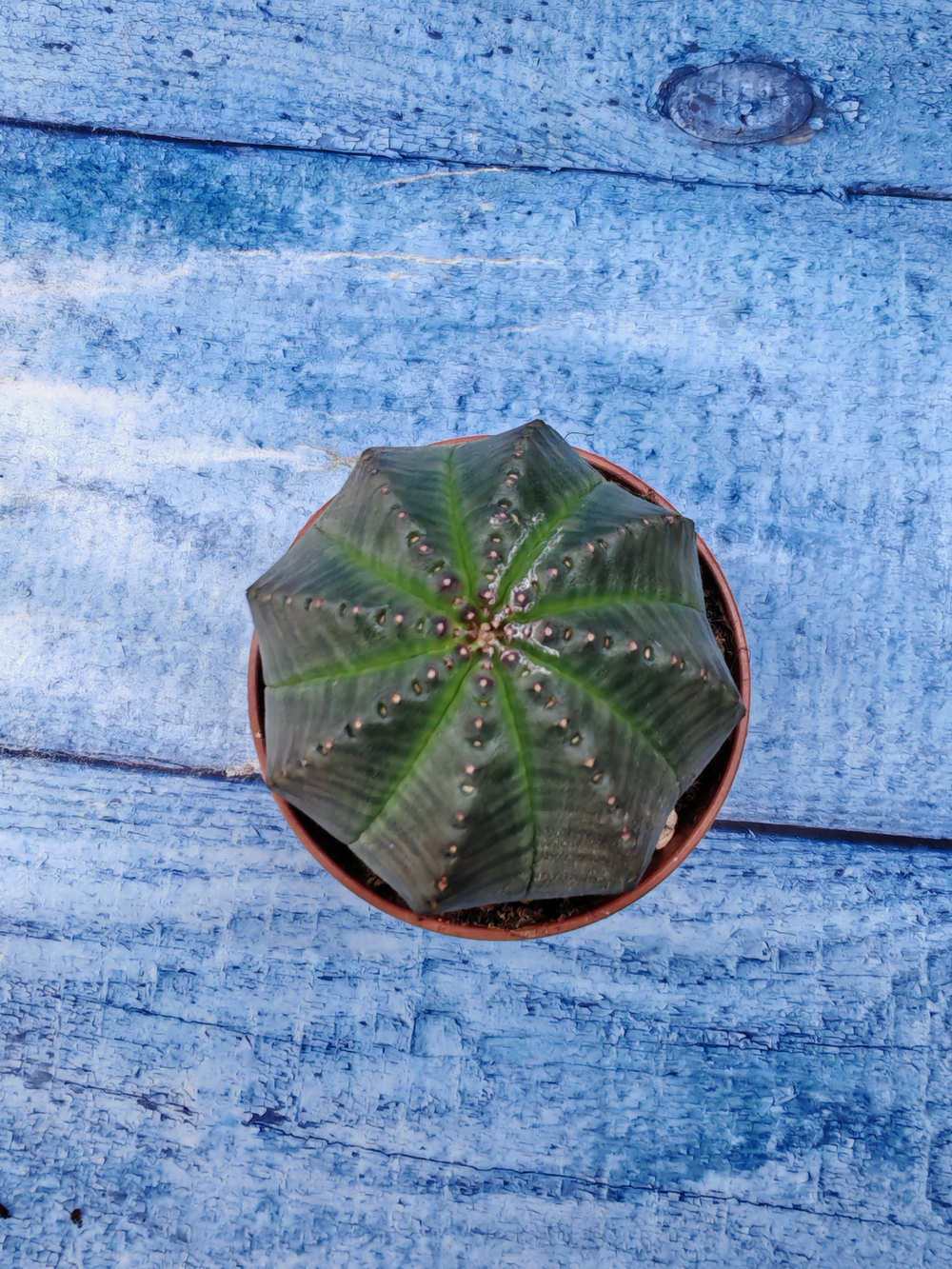 Euphoria Obesa (Эуфорбия)