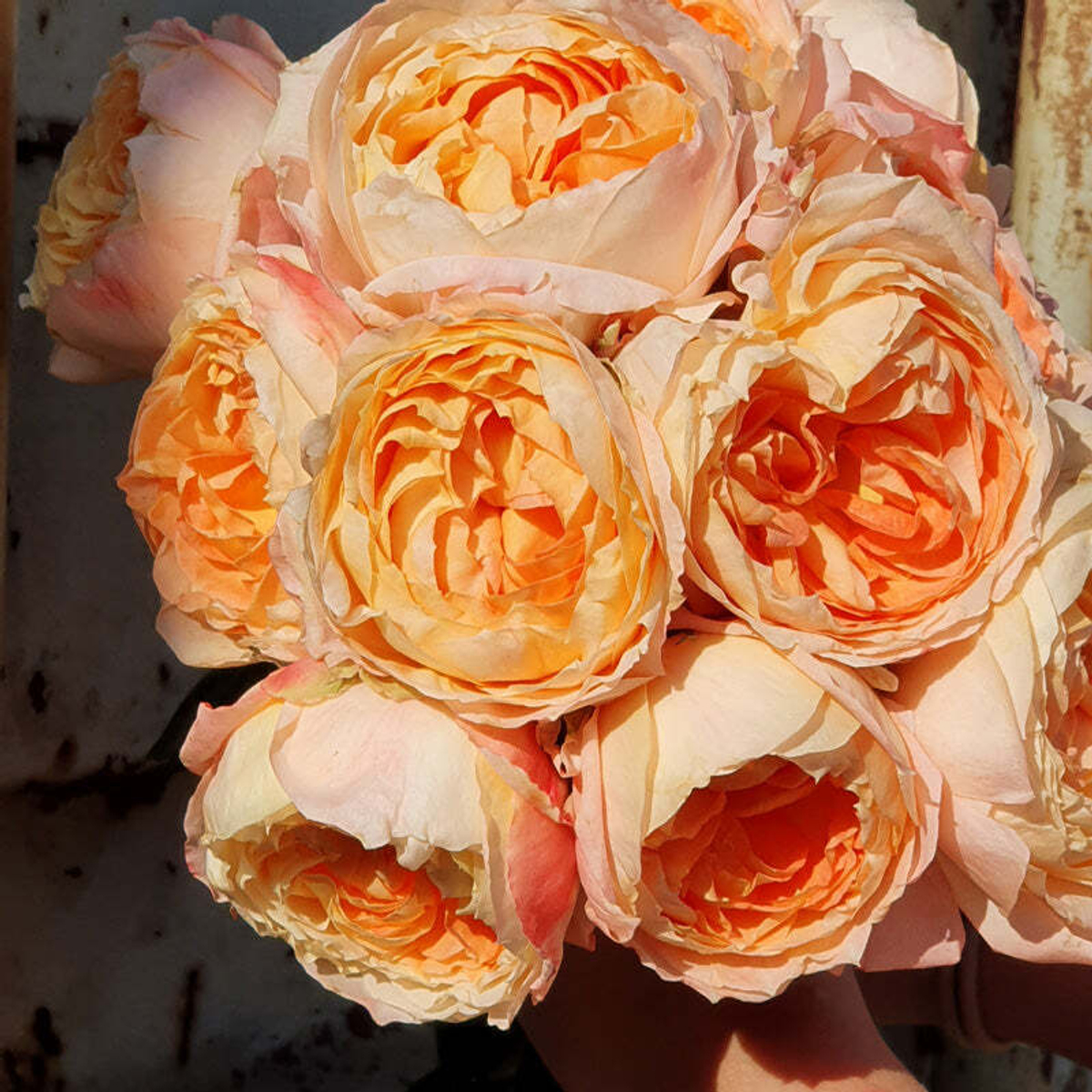 Принсес Айко (Princess Aiko) — японская садовая роза