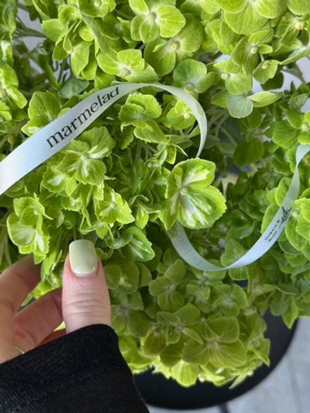 Гортензия в зеленом оттенке