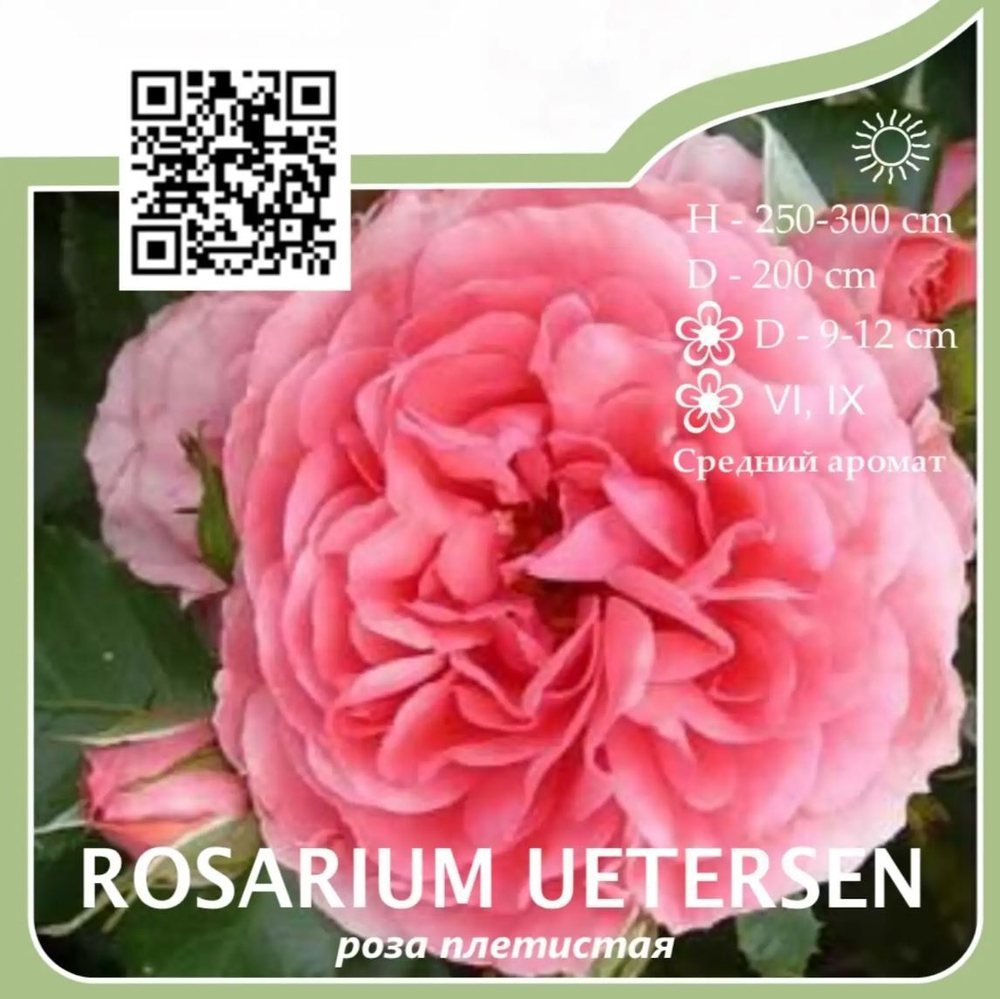 Роза плетистая "Rosarium Uetersen"