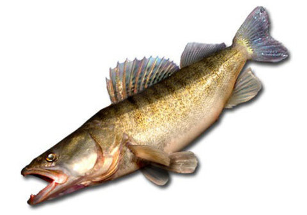 СУДАК ОХЛАЖДЁННЫЙ