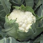 Шамборд F1 семена капусты цветной (Rijk Zwaan / Райк Цваан)