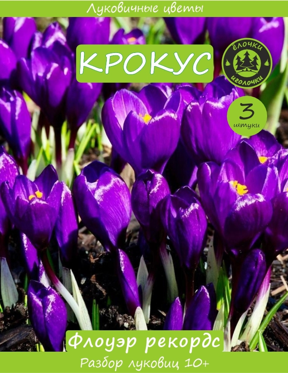 Крокус Луковица, Флоуэр рекордс, 3шт
