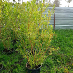 Ива Флейм C15 140-160