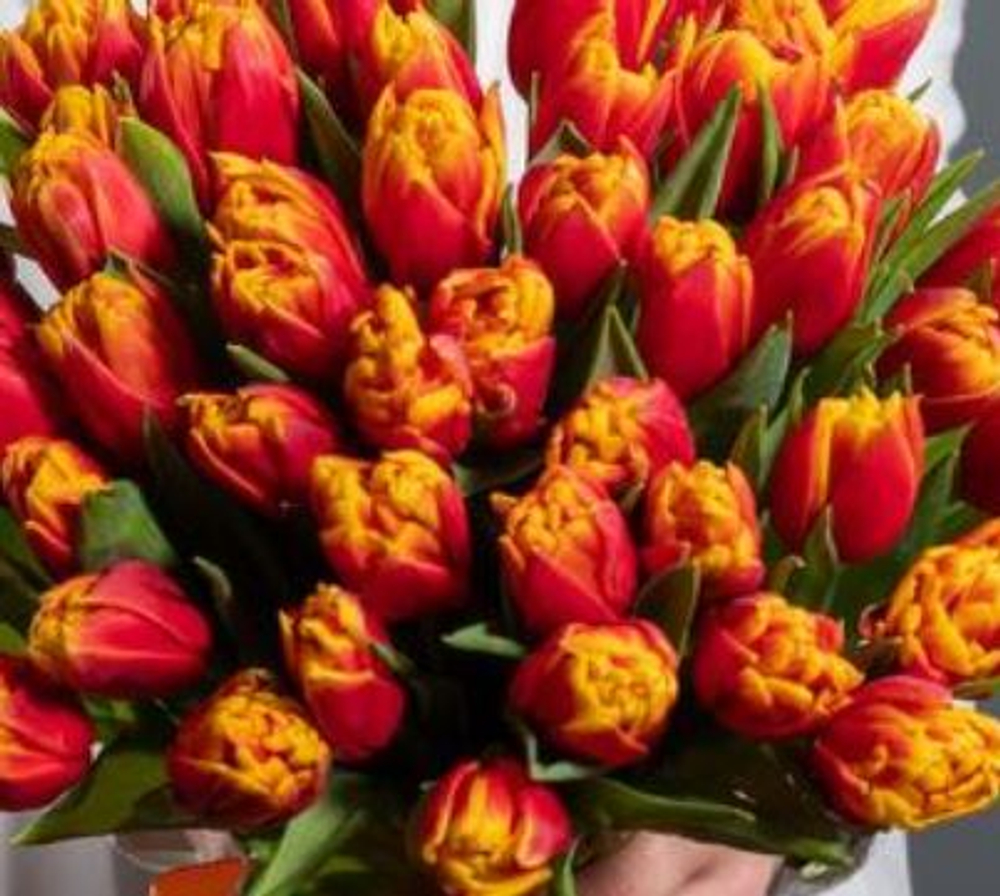 Тюльпан пионовидный