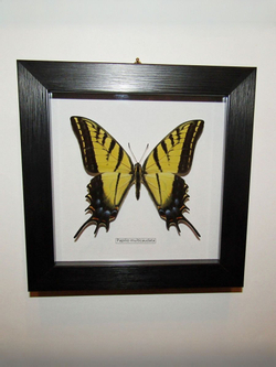 Бабочка Papilio multicaudata в рамке