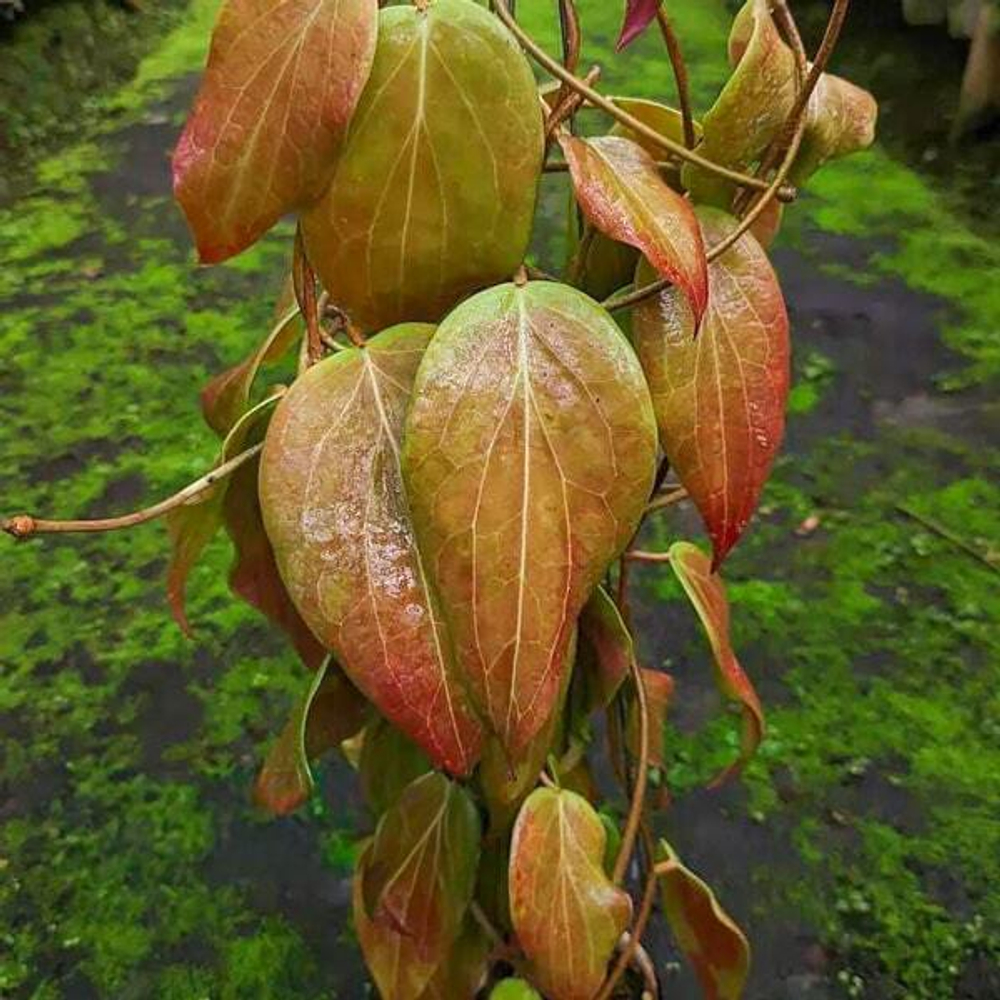 Хойя CHUNIANA SUNSTRESS