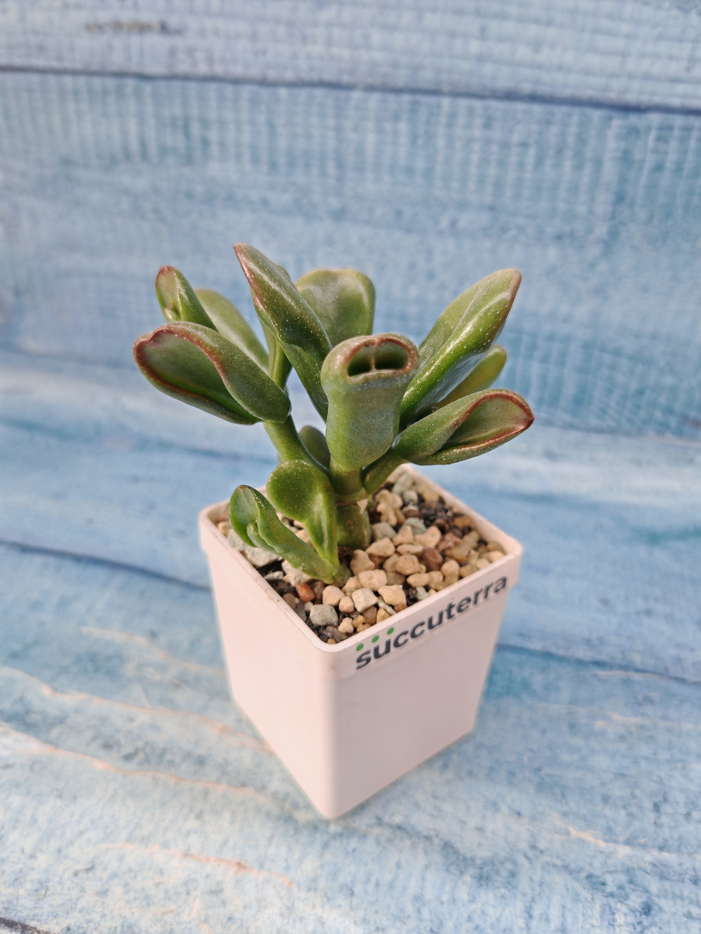 Crassula Ovata Hobbit (Крассула)