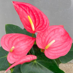 Антуриум Андре CALIFORNIA