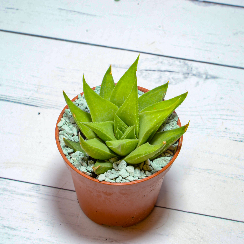Haworthia angustifolia v. Baylissii (Хавортия)