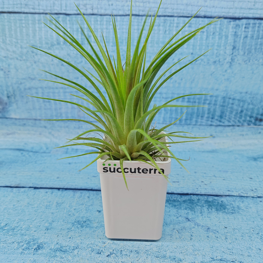 Tillandsia Ionantha (Тилландсия)