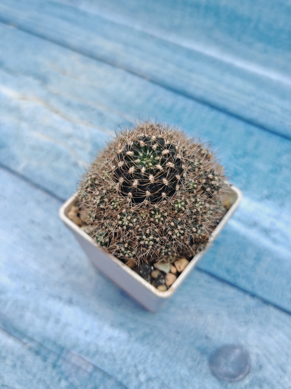 Lobivia Van Der Hoeven (Лобивия)