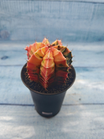 Gymnocalycium Variegata (Гимнокалициум Вариегатный)