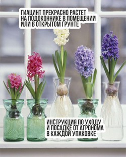 Гиацинт Луковицы цветов, Микс сортов,12шт