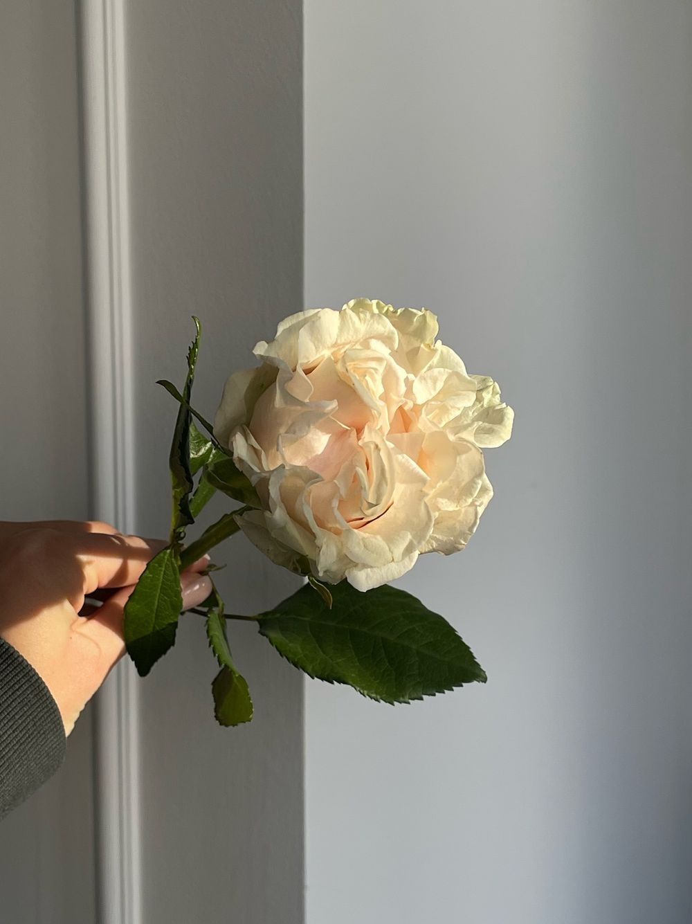 Роза кудрявая нежная одноголовая