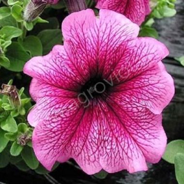 S60142 Петуния кустовая Grandiflora Limbo GP plum  1000 шт.