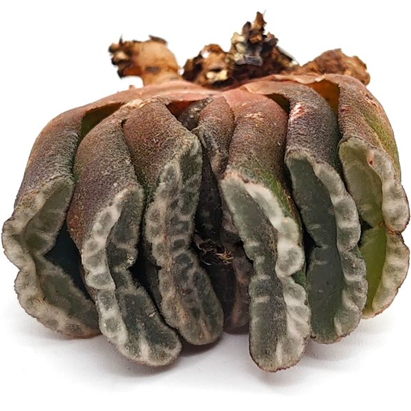 Хавортия Трунката