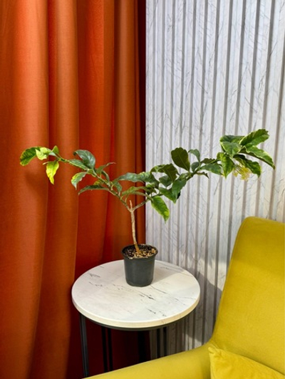 Хойя Мультифлора, D12см Н15см, 1шт, Urban Jungle (2962)