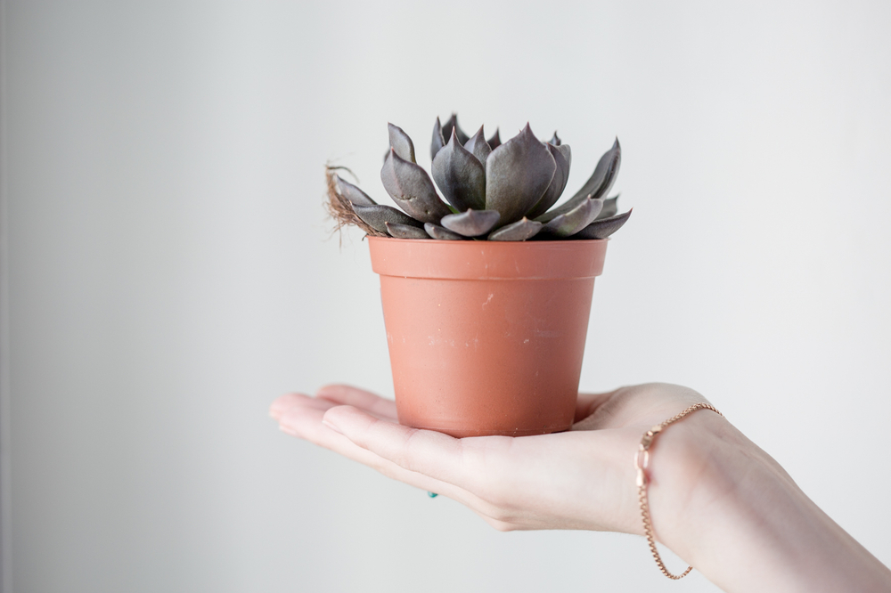 Эхеверия Черный принц