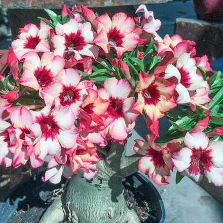 Адениум обесум 133 Oasic 2