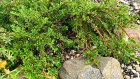 Кизильник горизонтальный