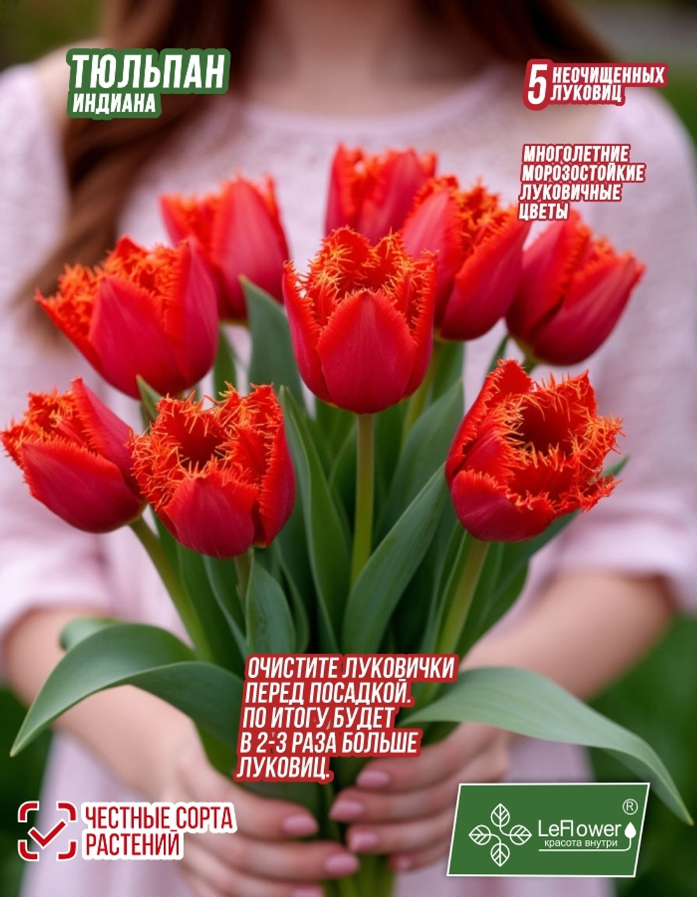 Тюльпан Луковица,Индиана, 5+шт