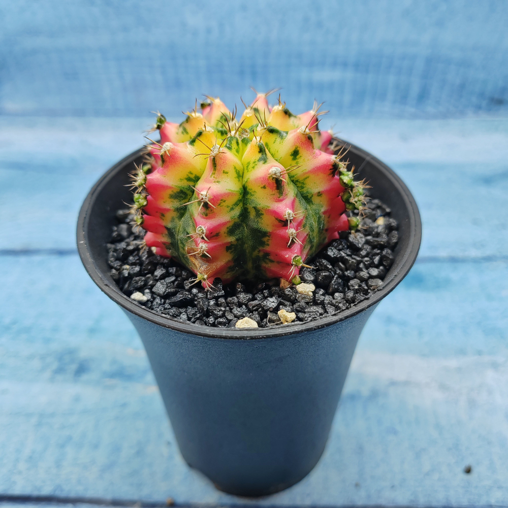 Gymnocalycium Variegata (Гимнокалициум Вариегатный)