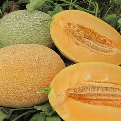 КАРРЕРА F1 семена дыни (Nunhems | Alexagro)