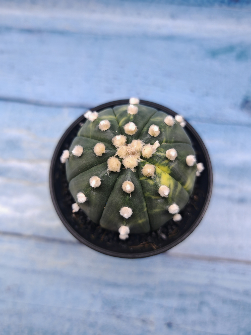 Astrophytum Asterias variagate (Астрофитум)