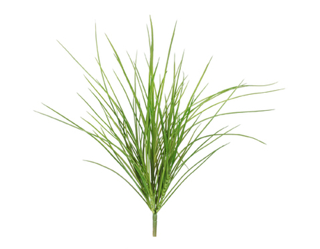 Трава Оньон куст малый