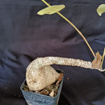 Филлантус MIRABILIS size L (S64)