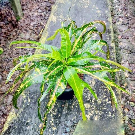 Кротон TRI NAMTOK BORAN