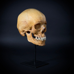 Череп человека на стойке (анатомическая модель)